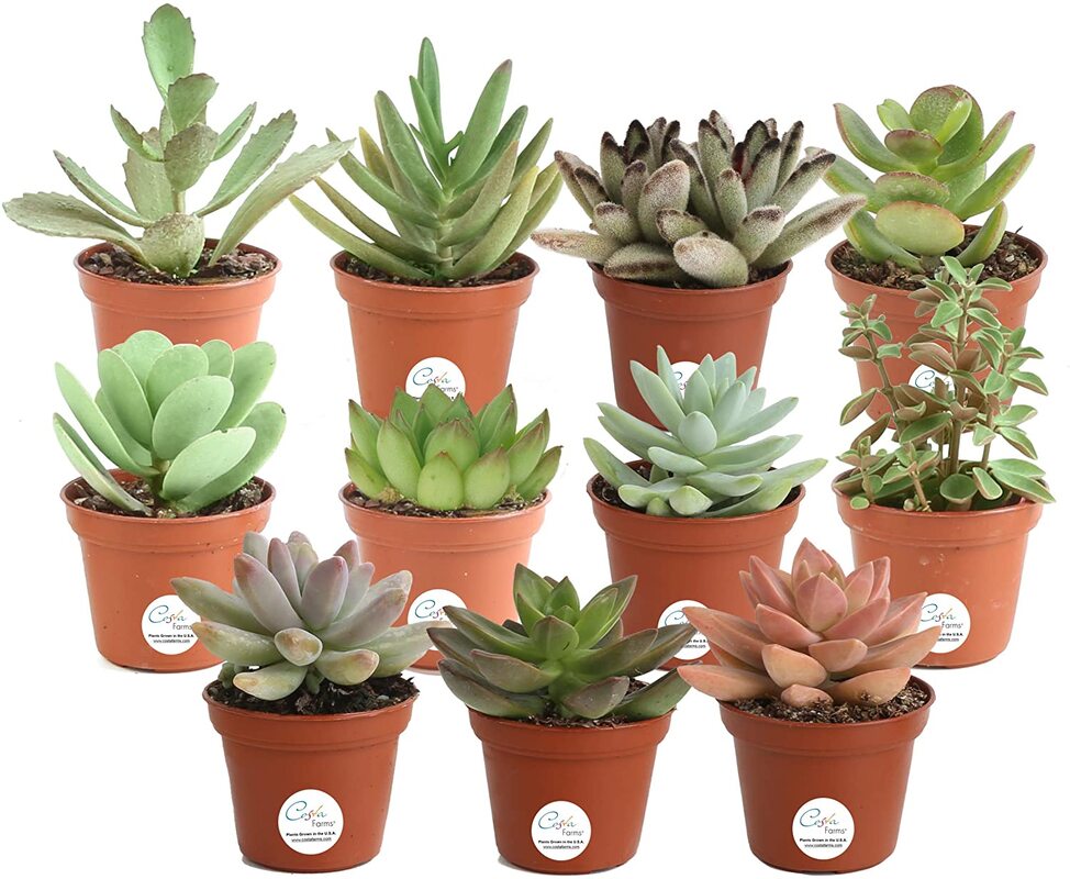 Costa Farms Unique Succulents Indoor Plants 11-Pack, Grower's Choice, 2-Inches Tall